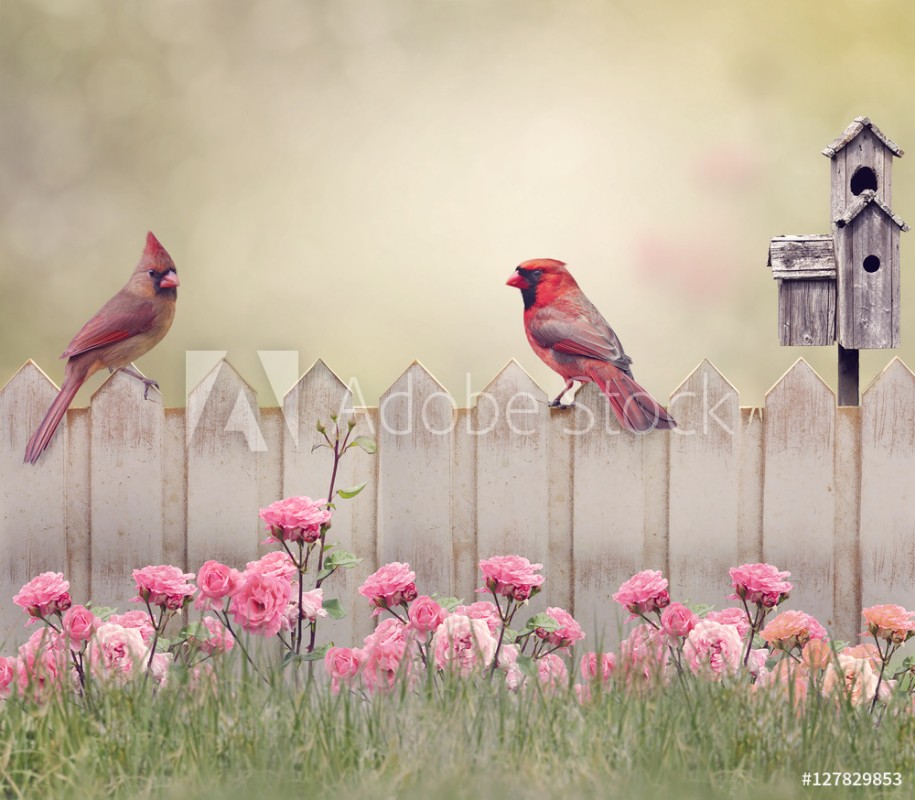 Image de Northern Cardinal Male and Female